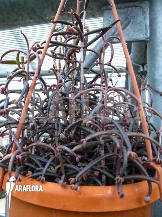 Kalanchoe beauverdii