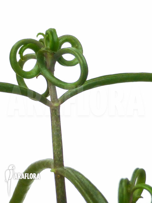 Kalanchoe beauverdii Starter