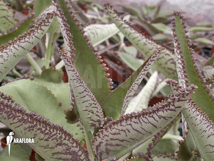 Kalanchoe x  daigremontana x tubiflora-1