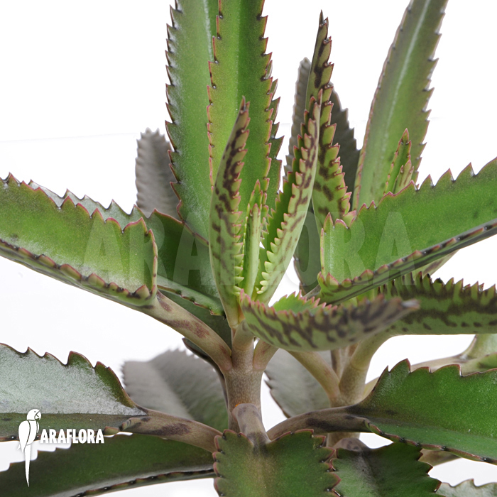 Kalanchoe x  daigremontana x tubiflora-4