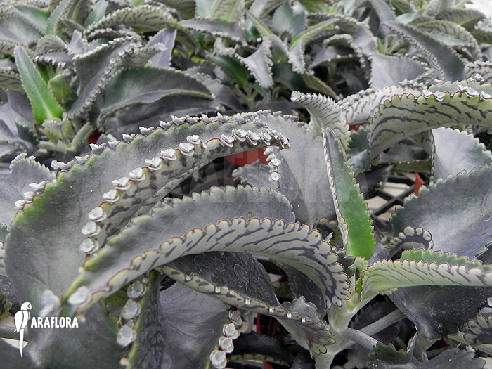 Kalanchoe x  daigremontana x tubiflora-6