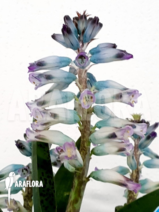 Lachenalia hybrid blue