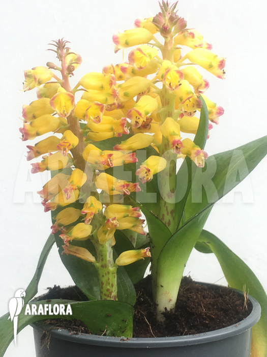 Lachenalia hybrid yellow