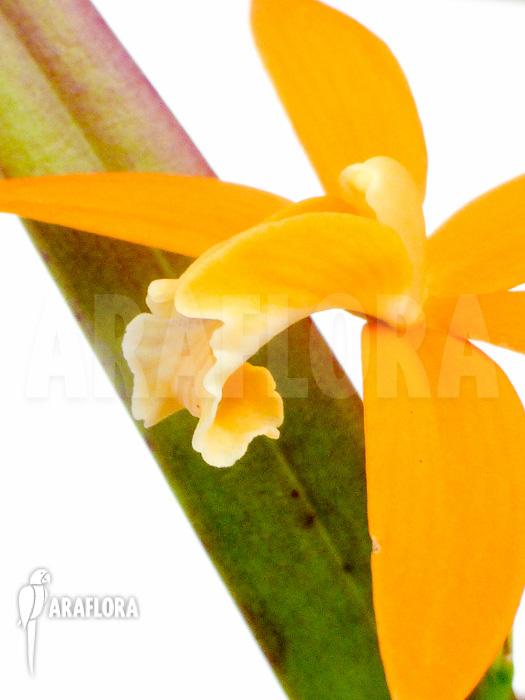 Laelia harpophylla