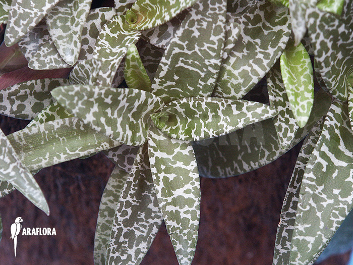 Ledebouria ‚Scilla‘ pauciflora small