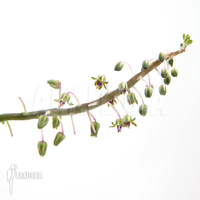 Ledebouria ‚Scilla‘ pauciflora small