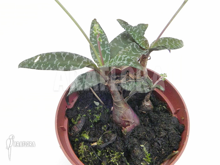 Ledebouria ‚Scilla‘ pauciflora small