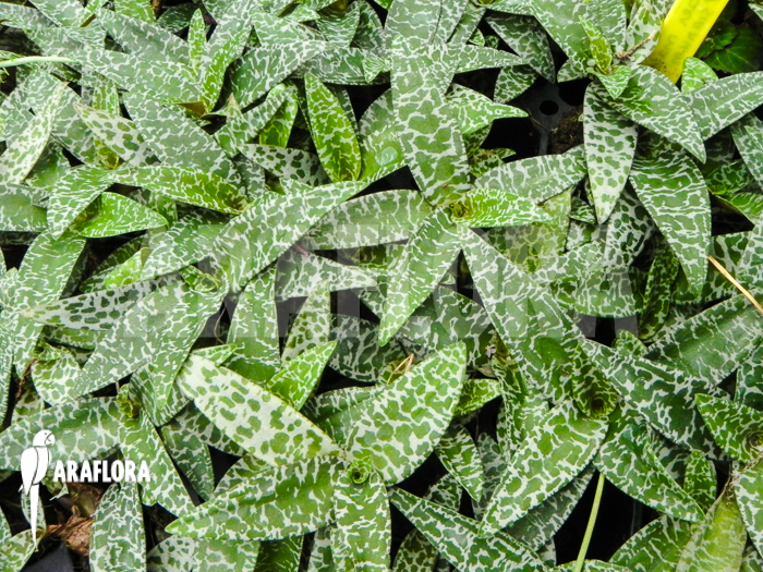 Ledebouria ‚Scilla‘ pauciflora small