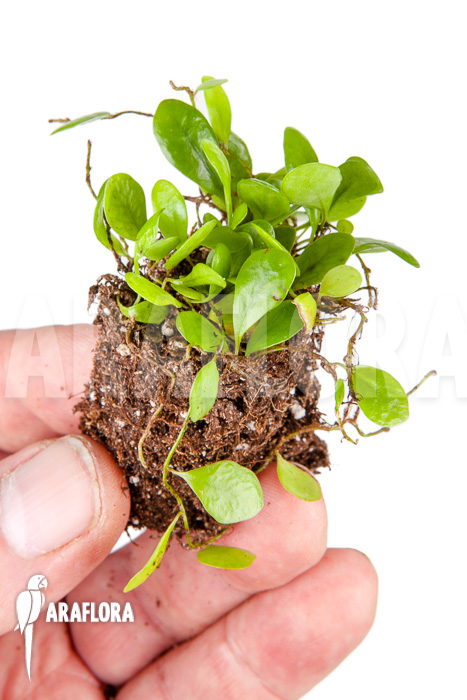 Lemmaphyllum microphyllum “Starter”