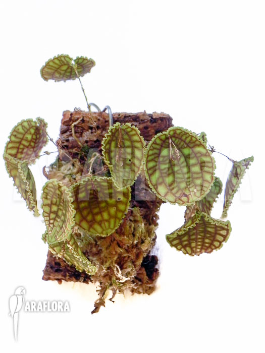 Lepanthes calodictyon