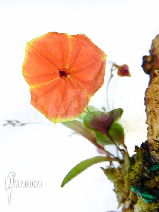 Lepanthes telipogoniflora