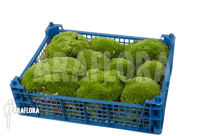 Leucobryum glaucum cradle ‚Cushion moss‘ XL