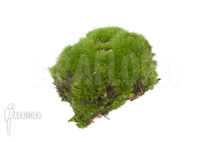 Leucobryum glaucum cradle ‚Cushion moss‘ piece