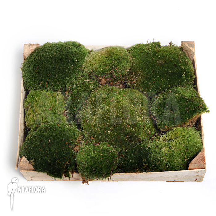 Leucobryum glaucum Cushion moss