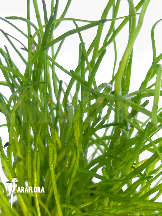 Lilaeopsis mauritiana