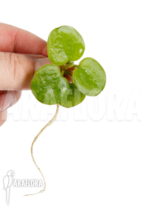 Limnobium laevigatum