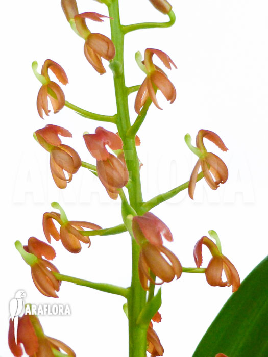 Liparis species Indonesia