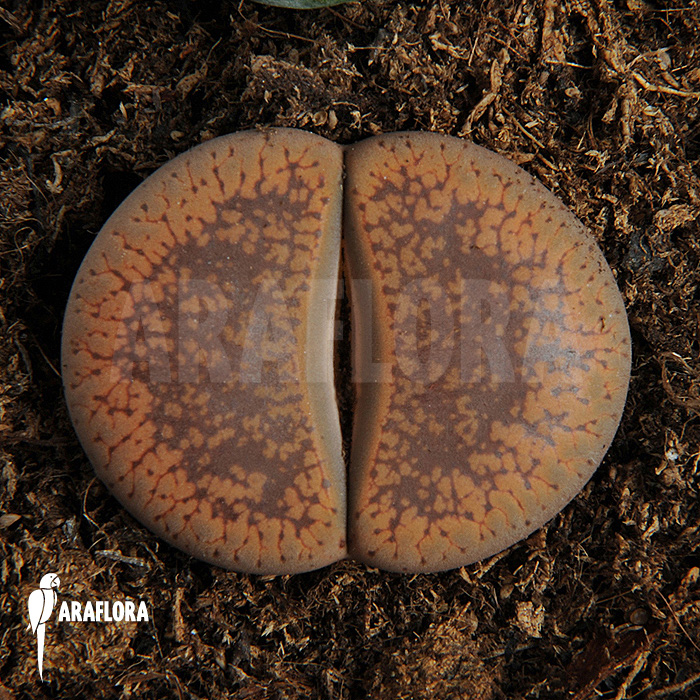 Lithops aucampiae