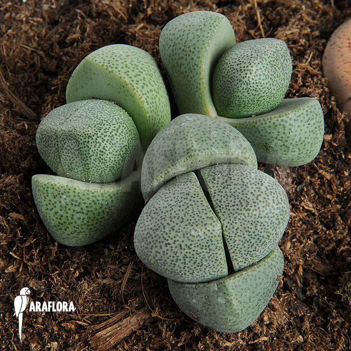 Lithops comptonii ‚Living stones‘