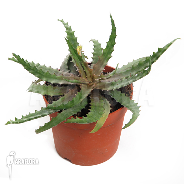 Lomatophyllum prostratum