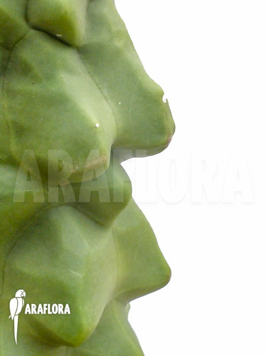 Lophocereus schottii monstrose