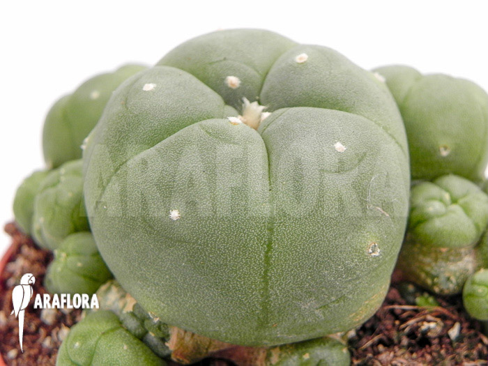 Lophophora williamsii ‚M‘