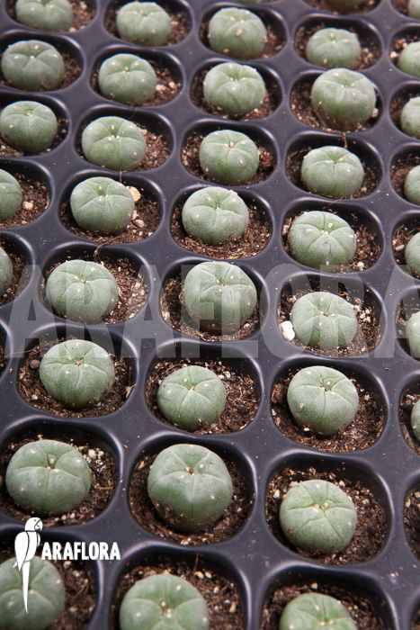 Lophophora williamsii ‚S‘