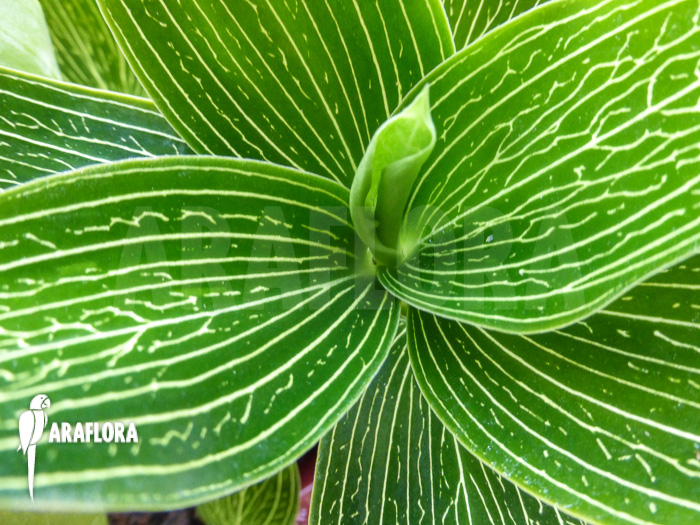 Ludisia discolor ‚Alba‘