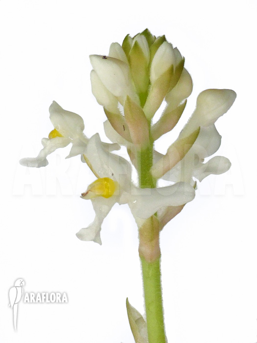 Ludisia discolor ‚Alba‘