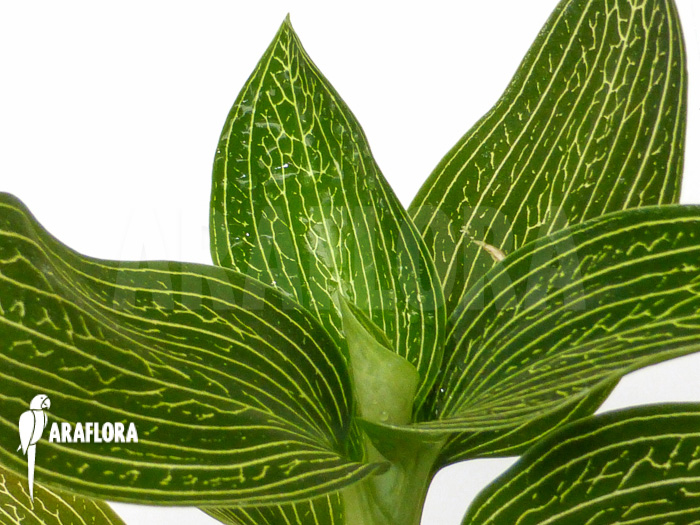 Ludisia discolor ‚Alba‘