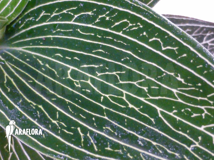 Ludisia discolor ‚Alba‘