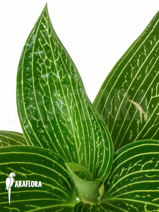 Ludisia discolor ‚Alba‘