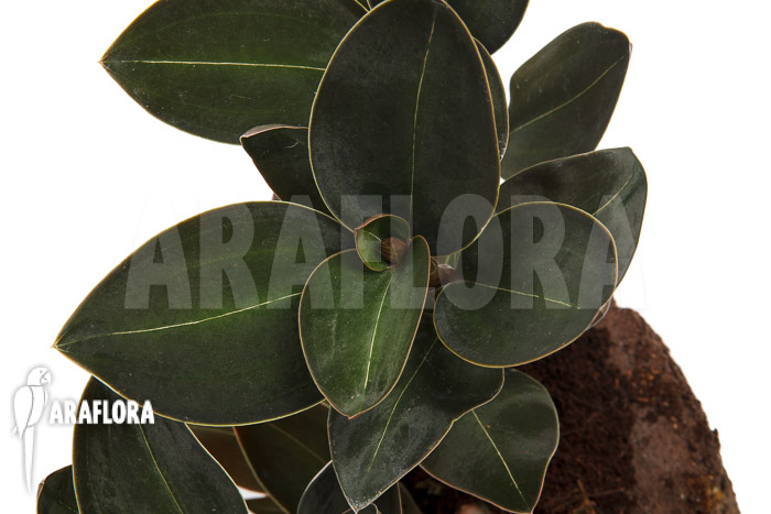 Ludisia discolor var Nigrescens