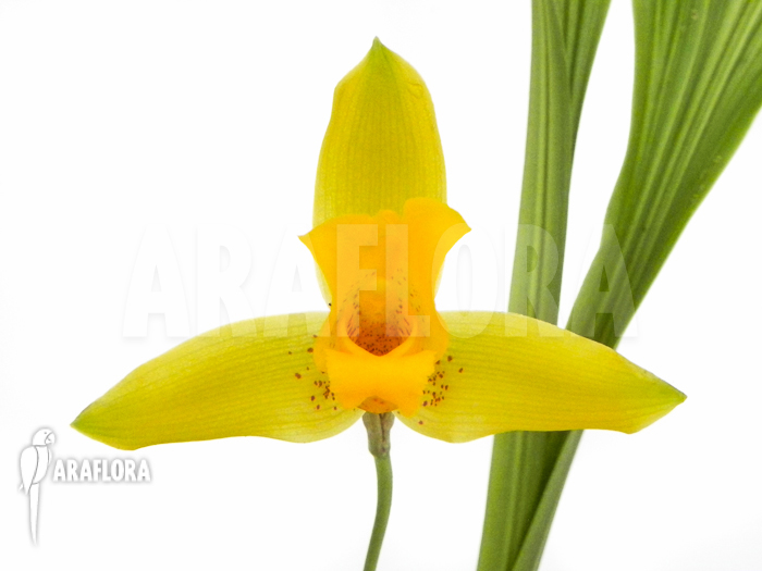 Lycaste aromatica