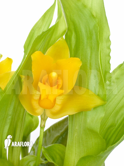 Lycaste cruenta x aromatica