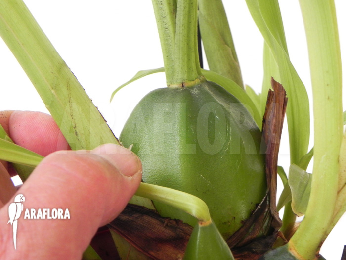 Lycaste skinneri ‚Violet‘
