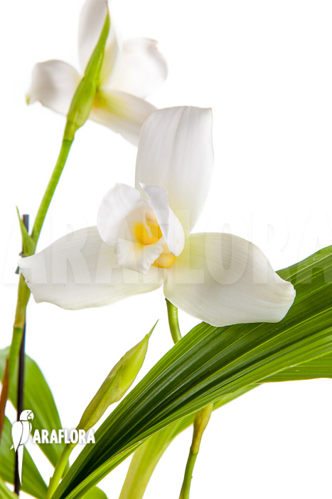 Lycaste skinneri ‚White‘