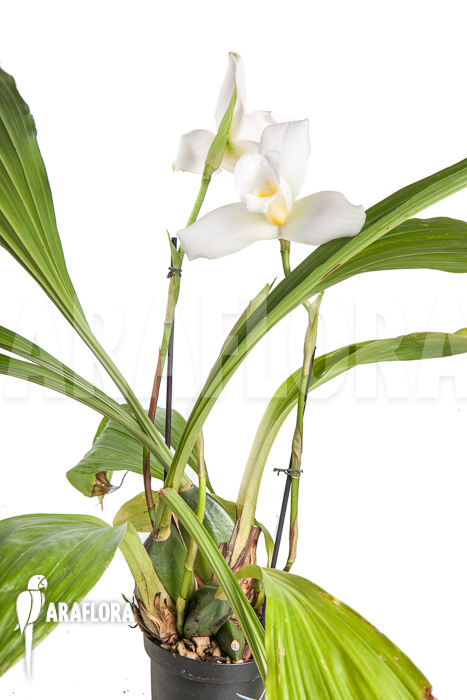 Lycaste skinneri ‚White‘