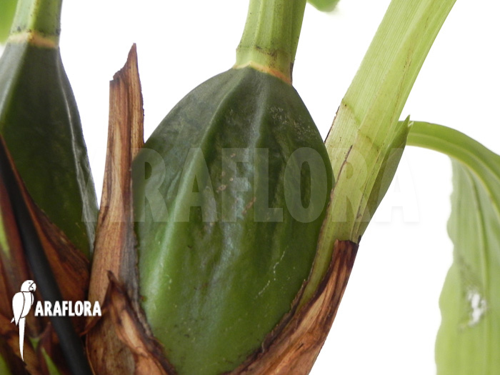Lycaste skinneri ‚White‘