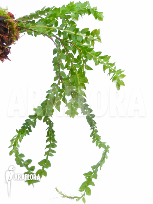 Huperzia ‚Lycopodium‘ hamiltonii