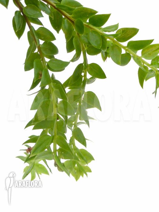 Huperzia ‚Lycopodium‘ hamiltonii