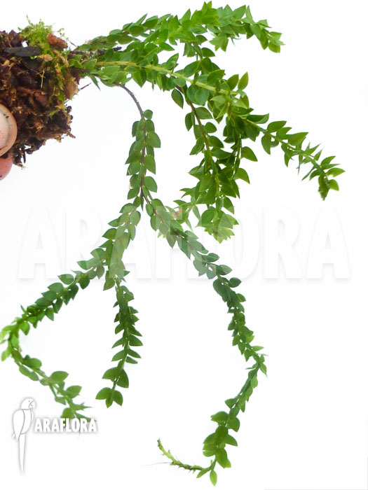 Huperzia ‚Lycopodium‘ hamiltonii