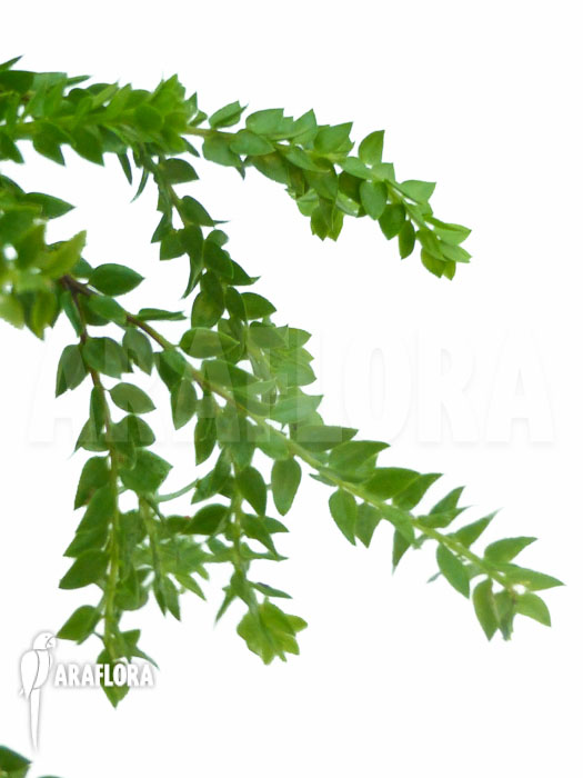 Huperzia ‚Lycopodium‘ hamiltonii