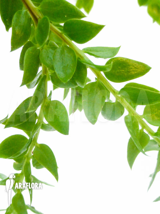 Huperzia ‚Lycopodium‘ hamiltonii