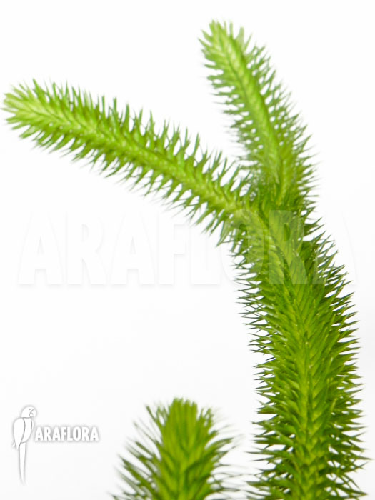 Huperzia ‚Lycopodium‘ squarrosum ‚Bali‘
