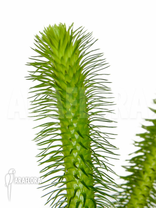 Huperzia ‚Lycopodium‘ squarrosum ‚Bali‘