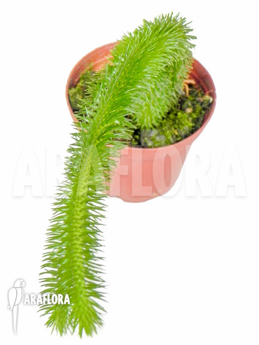 Huperzia ‚Lycopodium‘ squarrosum ‚Bali‘