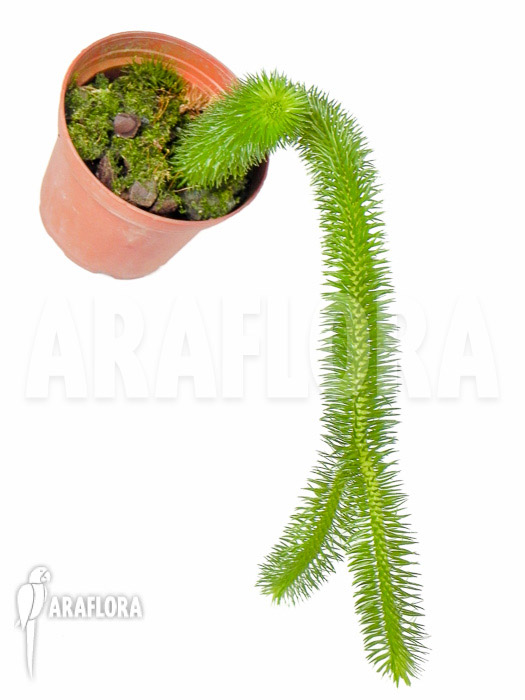 Huperzia ‚Lycopodium‘ squarrosum ‚Bali‘