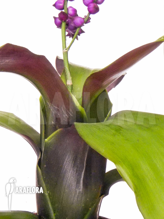 Lymania smithii detail