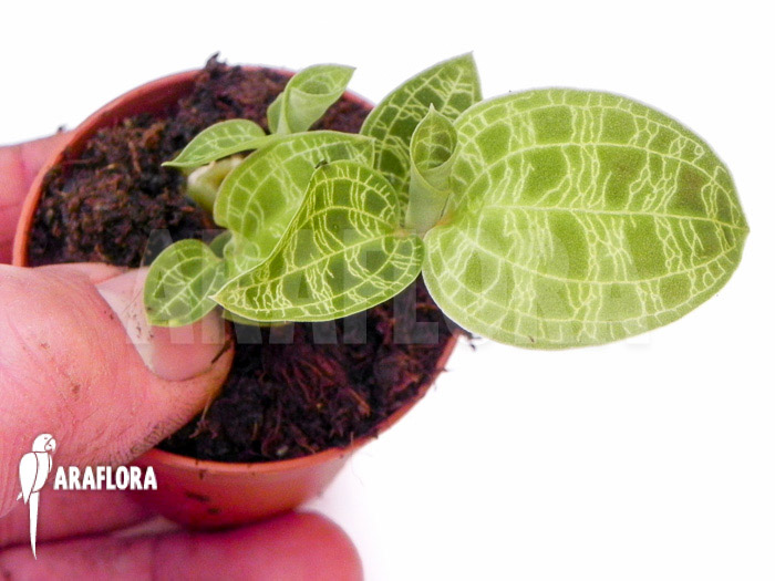 Macode petola ‚Starter‘